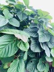 Ficus auriculata
