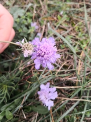 Scabiosa canescens