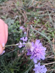 Scabiosa canescens