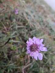Scabiosa canescens