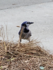 Cyanocitta cristata