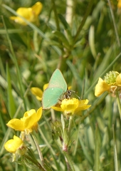 Callophrys rubi