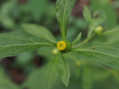 Carpesium divaricatum