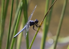 Libellula cyanea