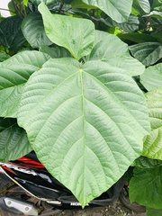 Ficus auriculata