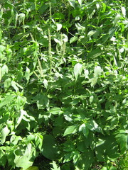 Ambrosia trifida