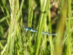 Erythromma lindenii