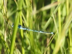 Erythromma lindenii