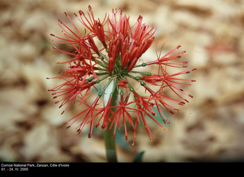 Scadoxus multiflorus image