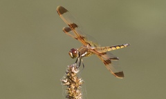 Libellula semifasciata