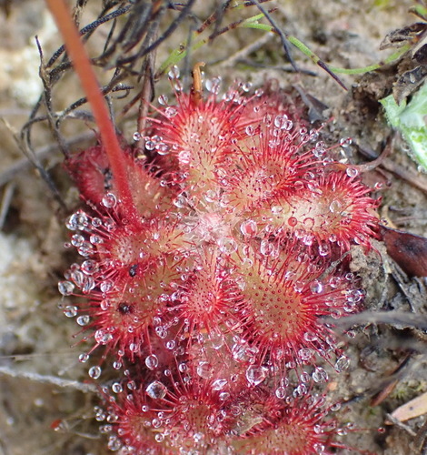 Drosera aliciae R.Hamet