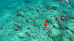 Pseudanthias squamipinnis