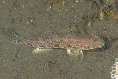 Istigobius decoratus