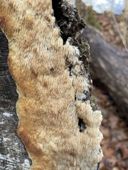 Radulomyces