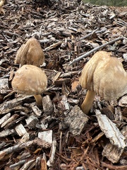 Agrocybe putaminum