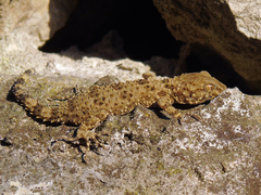 Tenuidactylus caspius