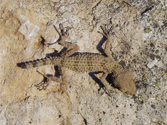 Tenuidactylus caspius
