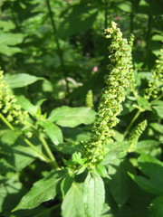 Ambrosia trifida