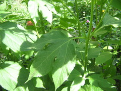 Ambrosia trifida