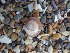 Olivancillaria carcellesi