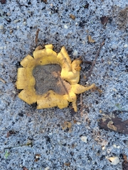 Scleroderma polyrhizum