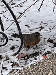 Turdus migratorius