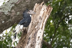 Bycanistes subcylindricus