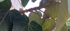 Malvaceae