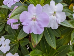 Impatiens sodenii