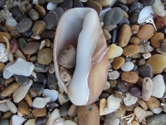 Olivancillaria carcellesi