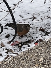 Turdus migratorius