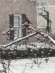 Turdus migratorius