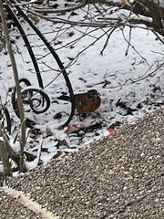Turdus migratorius