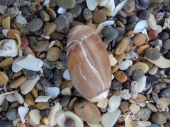 Olivancillaria carcellesi