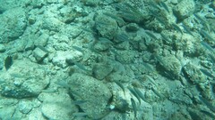 Mulloidichthys flavolineatus