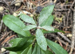 Erysiphaceae