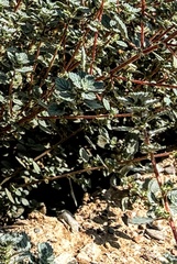 Forsskaolea tenacissima