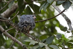Kaupifalco monogrammicus