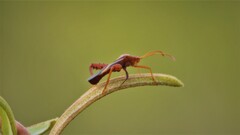 Crinocerus sanctus