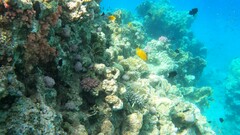 Pomacentrus sulfureus