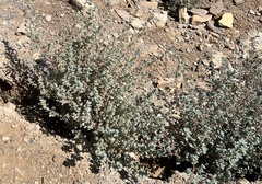 Forsskaolea tenacissima