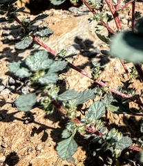 Forsskaolea tenacissima