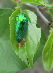 Acmaeodera