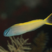 Yellowtail Fangblenny - Photo (c) Mark Rosenstein, some rights reserved (CC BY-NC), uploaded by Mark Rosenstein