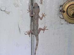 Hemidactylus mabouia