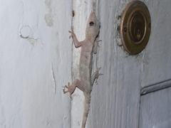 Hemidactylus mabouia