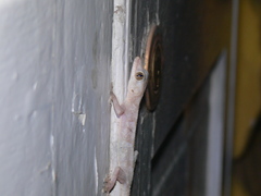 Hemidactylus mabouia