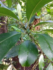 Melicytus macrophyllus