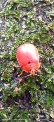 Coleoptera
