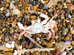 Danielethus crenulatus